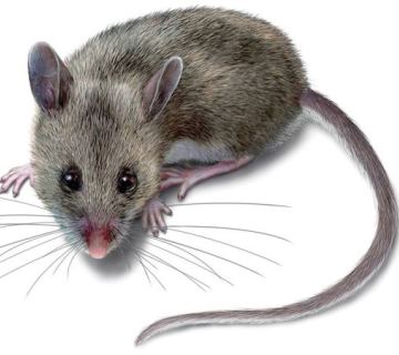 Derattizzazione-naturale-come-allontanare-i-topi-senza-pericolosi-veleni. Derattizzazione-naturale-come-allontanare-i-topi-senza-pericolosi-veleni.